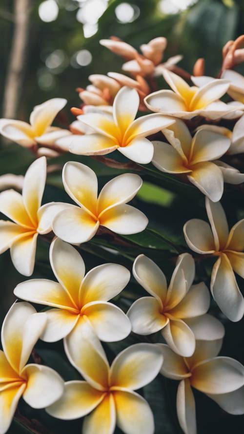 Un gruppo di fiori di frangipani che brillano sotto il sole di mezzogiorno su una calda isola tropicale.