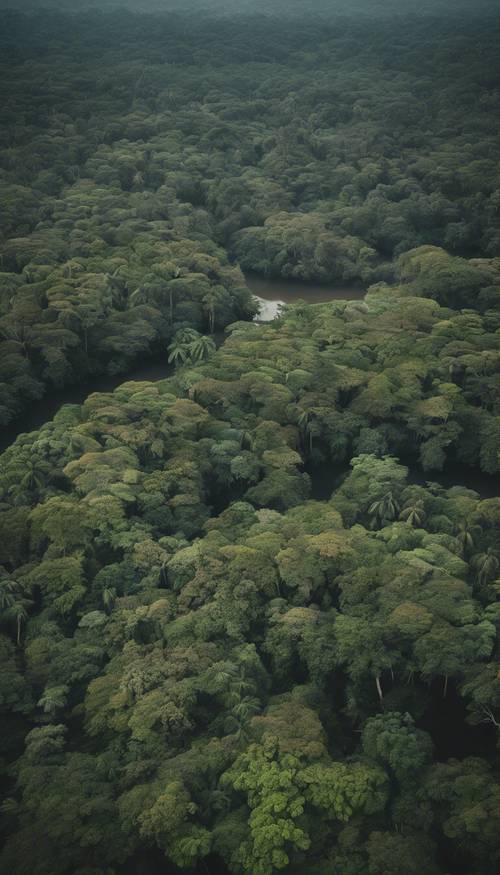 An aerial shot of the tropical Amazon rainforest.
