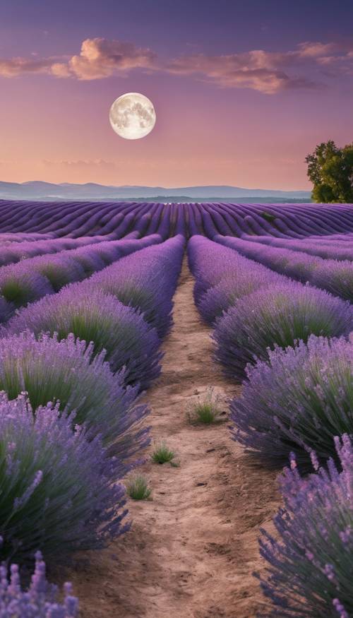 La luna piena illumina un campo di lavanda.