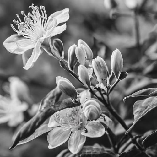 Uma imagem monocromática de madressilva em flor, cuidadosamente emoldurada contra um fundo desfocado contrastante.