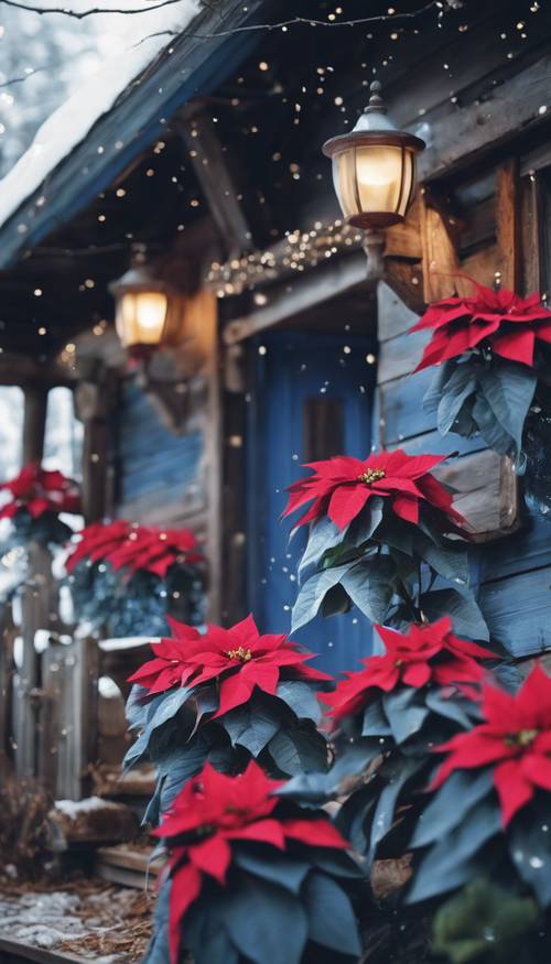 Poinsétias azuis adornando uma pitoresca cabana de Natal