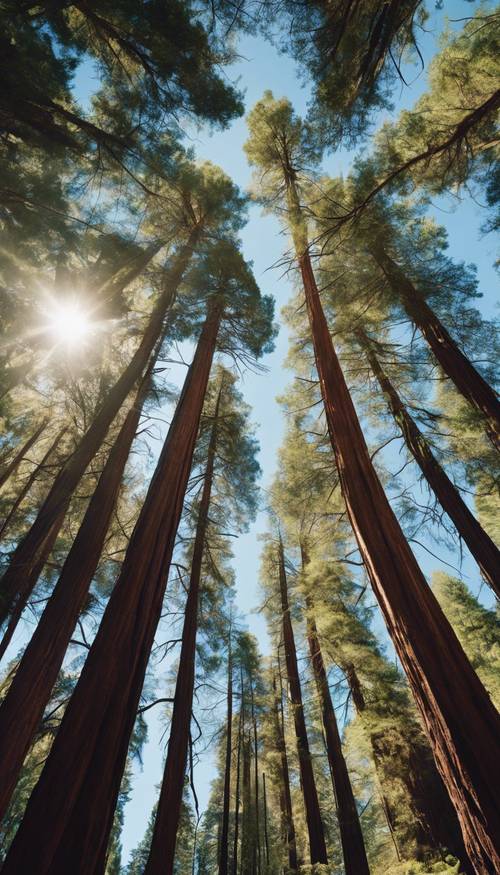 Berrak mavi gökyüzünün altında Kuzey Kaliforniya&#39;da geniş bir sekoya ormanı alanı. duvar kağıdı [071fb9bcb74d4192be5a]
