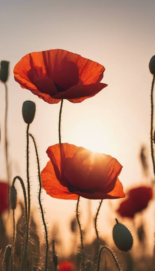 Bunga poppy merah klasik yang diterangi matahari terbenam keemasan, memancarkan cahaya hangat. Wallpaper [d0913164f8094df99acc]