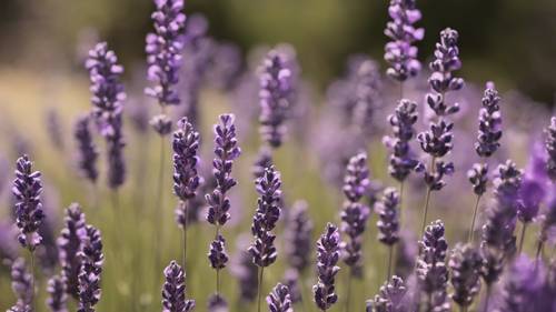 An array of purple lavender swaying in the breeze.