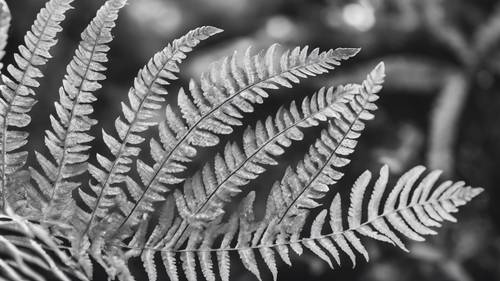 A monochromatic, modern photographic image of a fern leaf.
