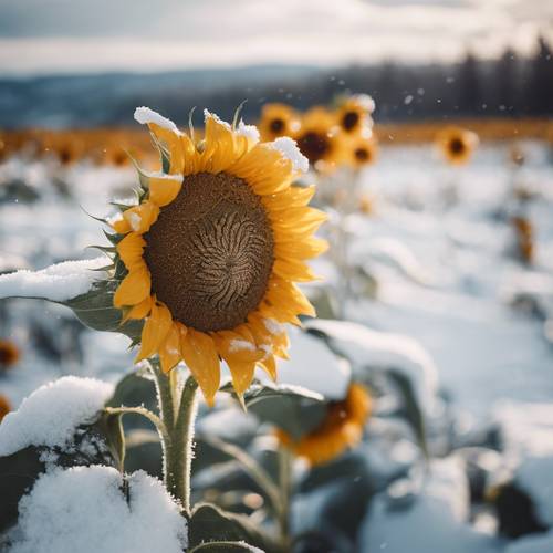 Bunga matahari mekar penuh di tengah lanskap bersalju.