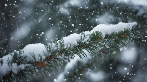 A season's first snowfall captured beautifully on the evergreens along with 'Let it snow'. Ταπετσαρία [197291e757d444b4aaa2]