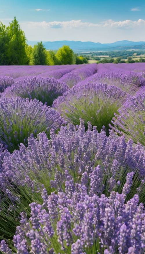 Un paysage d&#39;été immaculé d&#39;un champ de lavande en pleine floraison sous le ciel bleu azur sans nuages.