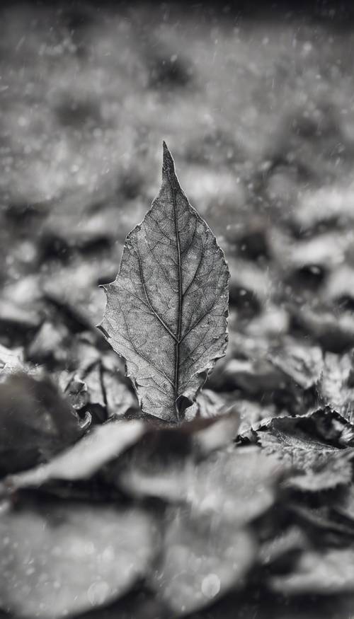 A gray leaf crushed under the weight of a wandering foot. Tapeta [e123362cf6b048dab2a6]
