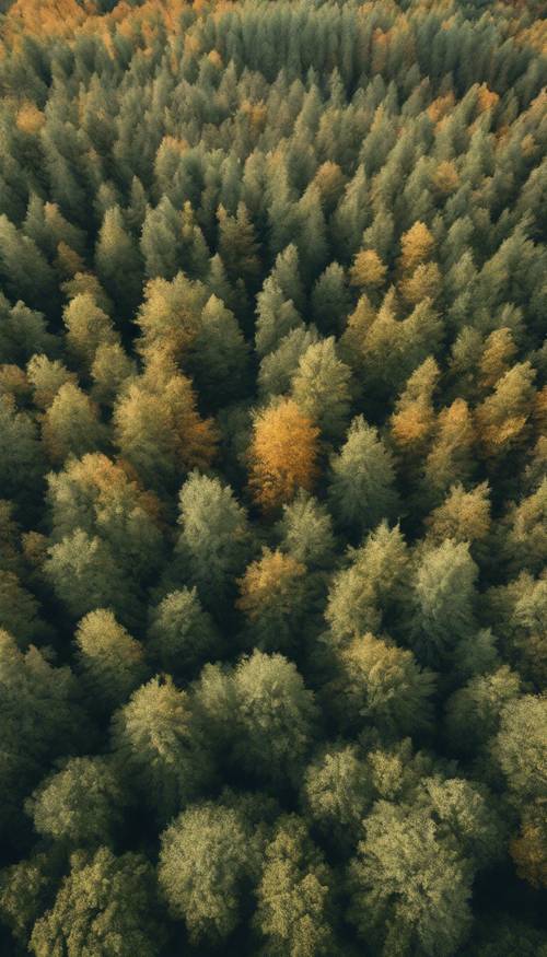 Uma vista aérea abstrata de uma floresta verde sálvia no outono.