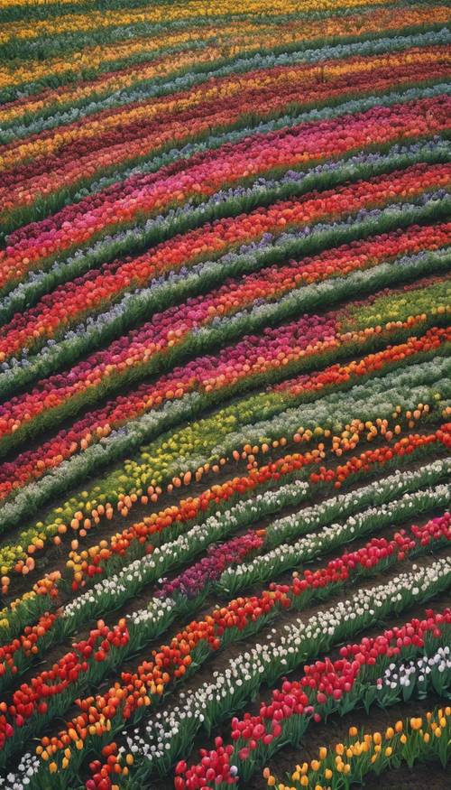 A vibrant bird's eye view of the Dutch flower fields displaying strips of multicolored tulips in full bloom.