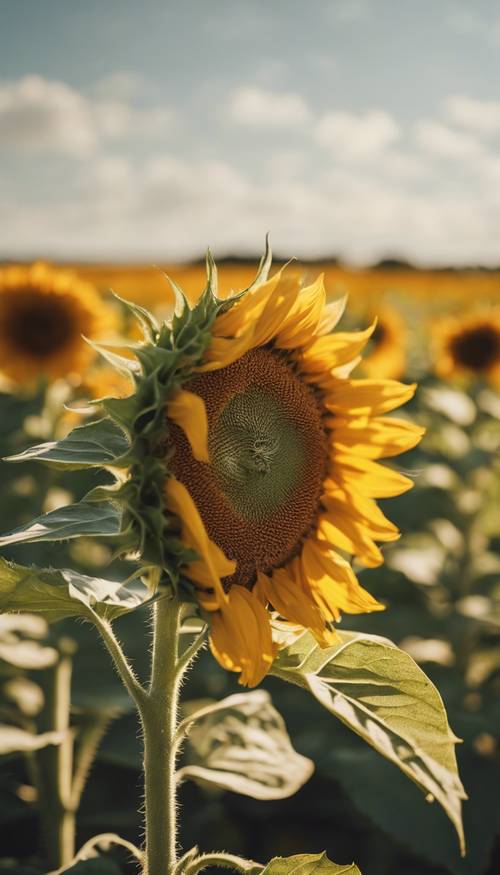 A geometric sunflower under the bright afternoon sun in a quaint countryside setting. Tapeta [0655637163e34b5d8f71]