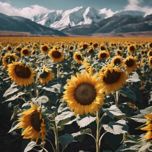 A sunflower field during a sunny day, with snowy mountains in the background.