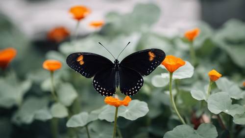 Elegant black butterfly hovering over a black nasturtium in a mesmerizing ballet of nature.