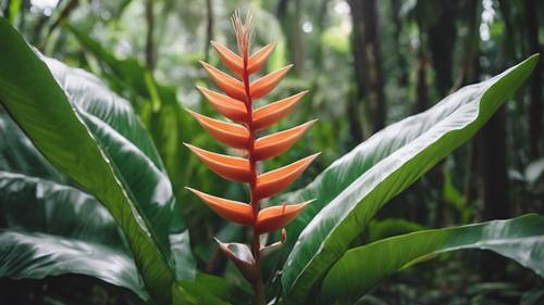 A tropical coral Heliconia flower thriving in a dense forest during the peak of summer.