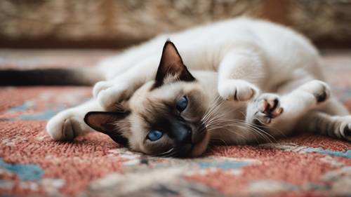 A pair of Siamese cat siblings playfully tussling on a warm and comfy rug.
