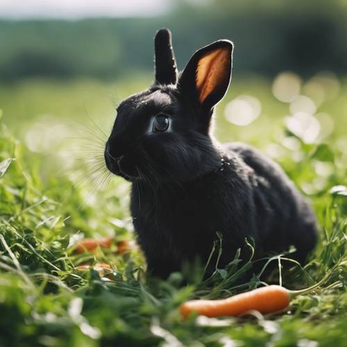 一隻可愛的黑兔子在綠色的春天草地上咀嚼著多汁的胡蘿蔔。