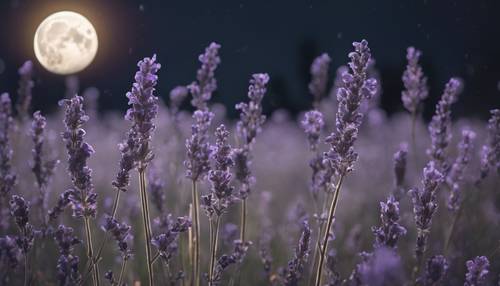 Ladang lavender abu-abu seram bergoyang lembut di bawah sinar bulan tengah malam.