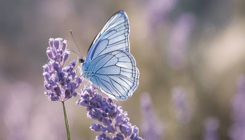 Garis-garis putih halus pada sayap kupu-kupu biru lavender.