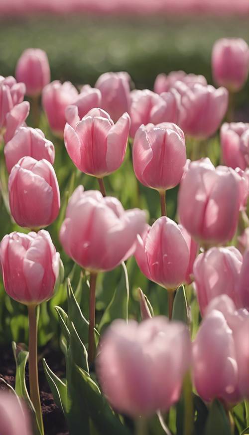 A whimsical scene of pink tulips swaying in a gentle breeze on a spring morning.