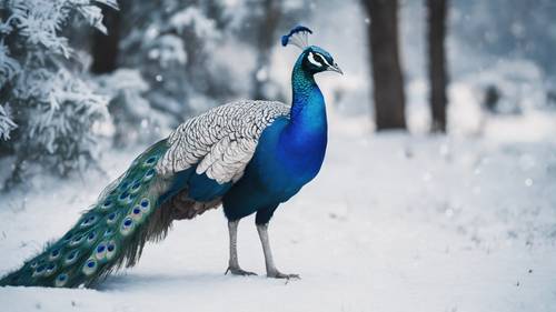 An azure blue peacock with a stunning white crest roaming in a winter wonderland.