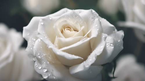 Una mirada de cerca a una rosa blanca con suaves citas blancas en sus pétalos.