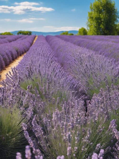 Un extenso campo de lavanda en plena floración bajo un cielo azul claro.