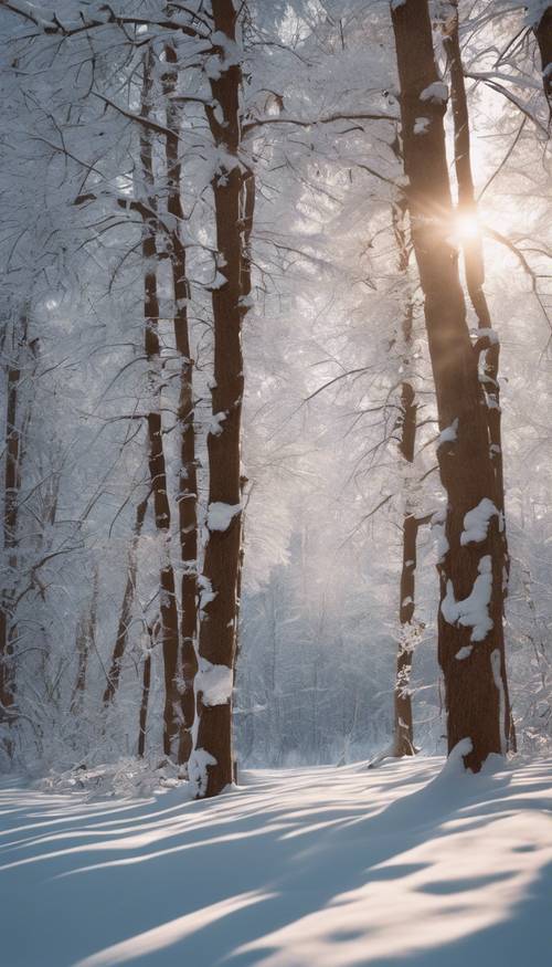 Uma floresta coberta de neve ao amanhecer, o sol aparecendo por entre as árvores.