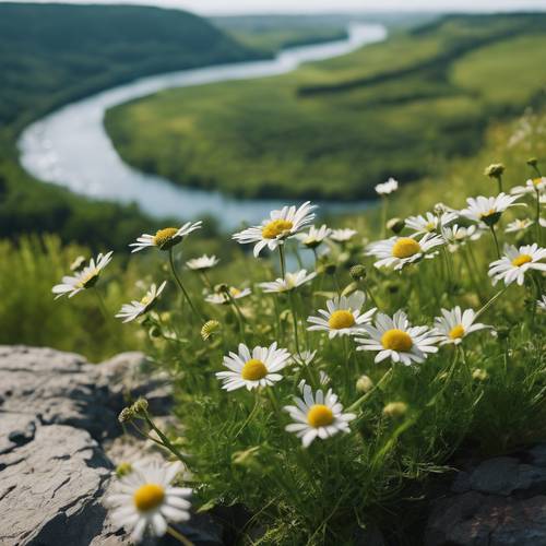 زهور الأقحوان الخضراء تنمو بريًا على حافة منحدر يطل على وادي نهر هادئ.