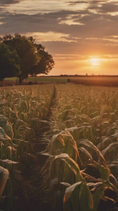 منظر رائع لغروب الشمس فوق مزرعة ريفية، حيث تتمايل المحاصيل بلطف مع النسيم.