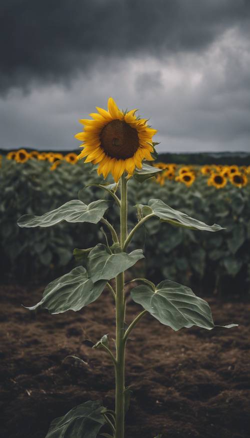 Eine einzelne, einsame Sonnenblume auf einem leeren Feld, die hoch vor einem trostlosen, stürmischen Himmel thront.