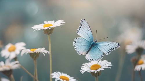 Karmaşık bir şekilde tasarlanmış pastel mavi bir kelebek, çiçek açan bir papatya üzerinde dinleniyor.