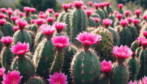 Pola menenangkan terdiri dari tanaman kaktus dengan bunga indah berwarna merah muda yang mekar di tengah duri tajam.