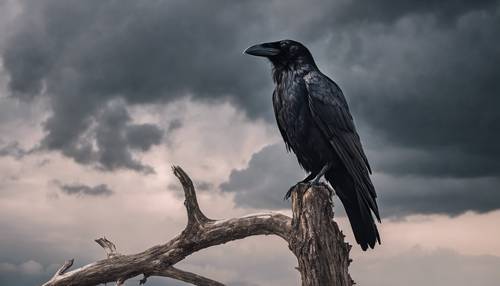 Burung gagak hitam kesepian di pohon mati di bawah langit badai.