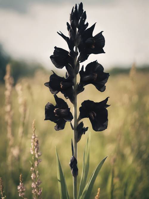 Um elegante gladíolo preto em meio a uma campina, erguendo-se como um tributo à força e à integridade moral.
