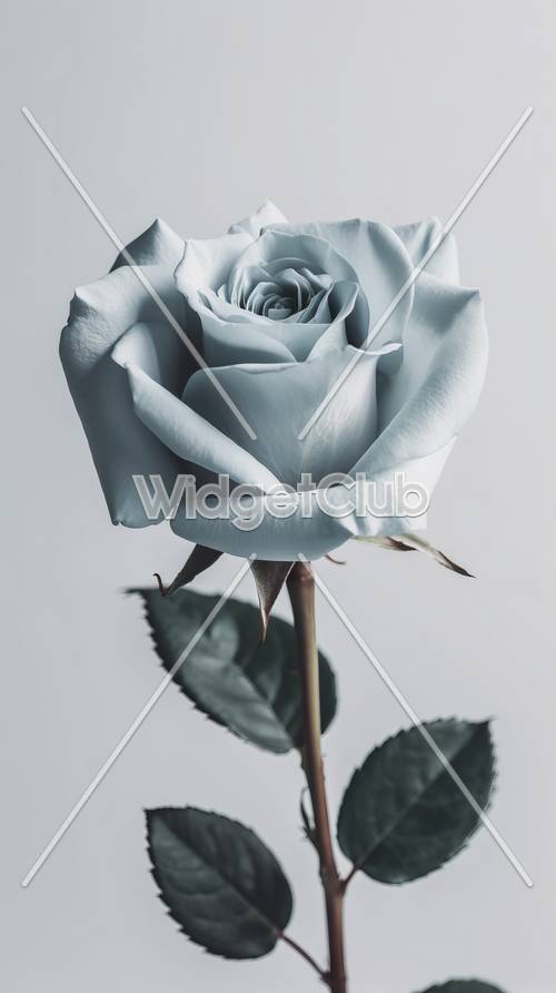 美しい淡い青いバラ