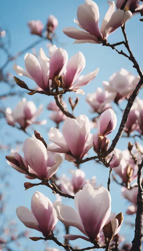 Una familia de flores de magnolia en medio de la floración con el telón de fondo de un cielo azul claro.