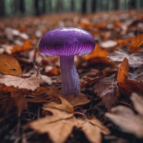 Eine Nahaufnahme eines süßen Amethyst-Täuschers, eines leuchtend violetten Pilzes, der zwischen gefallenen Herbstblättern in einem ruhigen Wald eingebettet ist.