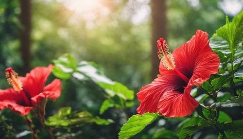 Una hermosa flor de hibisco rojo en plena floración contra el vibrante fondo verde de la jungla.