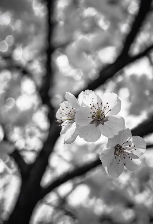 日出時櫻花樹的藝術黑白影像
