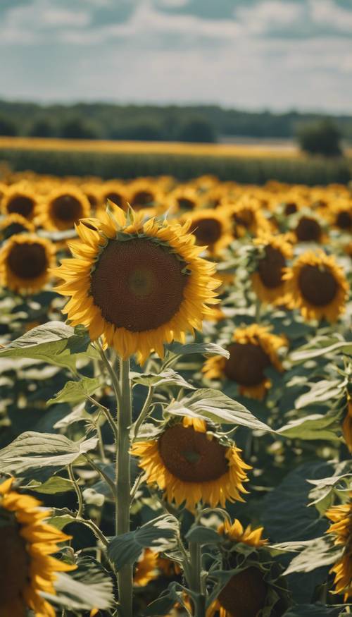 Ladang yang dipenuhi bunga matahari di bawah sinar matahari tengah hari, kepala emasnya mengangguk lembut tertiup angin.