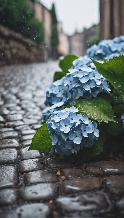 ดอกไฮเดรนเยียวินเทจดอกเดียวที่เปียกโชกท่ามกลางสายฝนอันอ่อนโยนบนถนนที่ปูด้วยหิน
