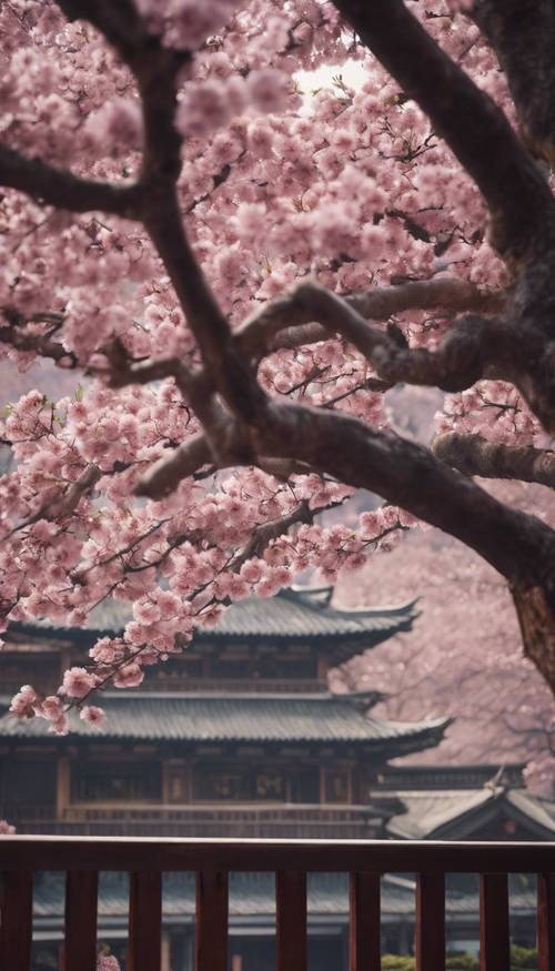Une vue sur un cerisier sombre en fleurs depuis la véranda en bois d&#39;un temple.