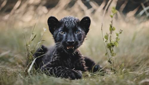 Potret anak cheetah hitam sedang bermain dengan ranting di atas karpet rumput