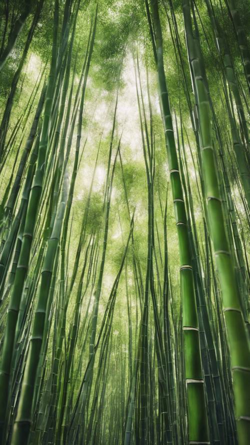 Un denso bosque de bambú a mitad del día.