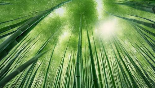 A ground view of a light green bamboo forest reaching up into a clear sky