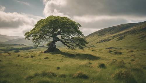 A serene Irish highland scene showing an ancient hawthorn tree standing alone in the lush green landscape.