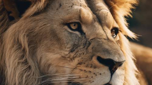Um retrato detalhado em close de um leão idoso e sábio com cicatrizes no rosto que contam histórias de inúmeras batalhas.