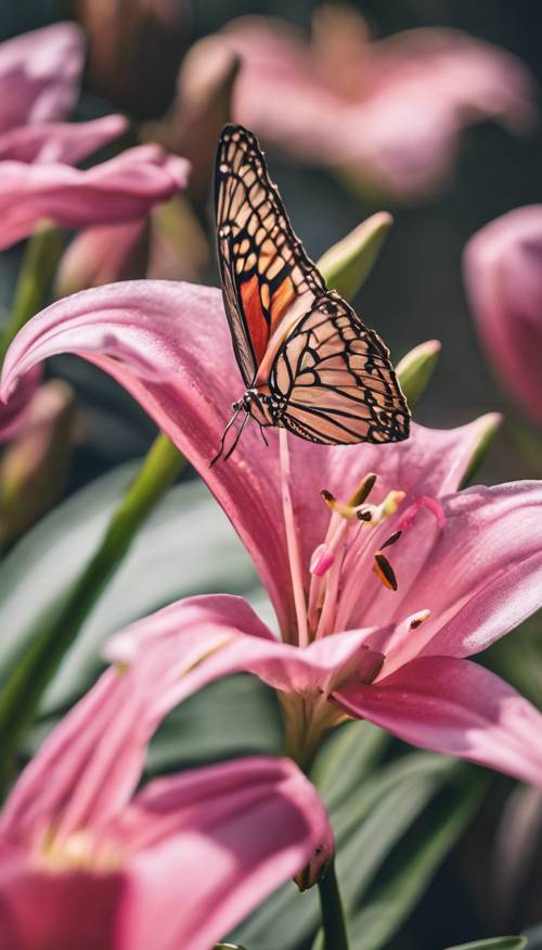Żywo różowa lilia połączona z motylem delikatnie osadzonym na jednym z płatków.