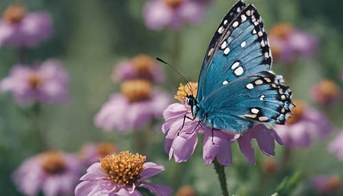 תקריב של פרפר כחול עם כתמים שחורים, יושב על פרח פורח.